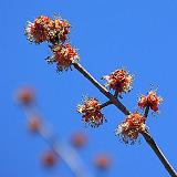 Spring Budding_DSCF00588